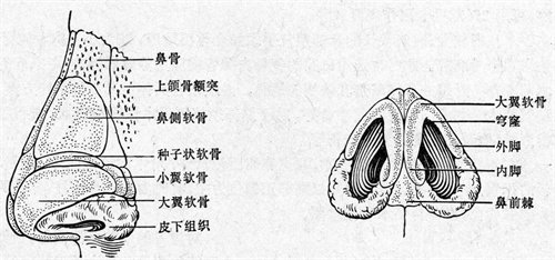 鼻部结构组织展示图