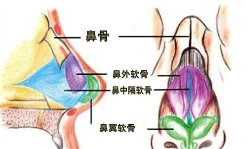 鼻部骨骼展示图