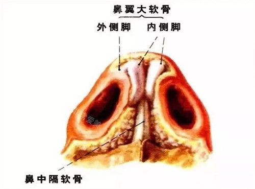 鼻中隔軟骨展示圖