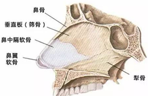 人体头骨骨骼示意图