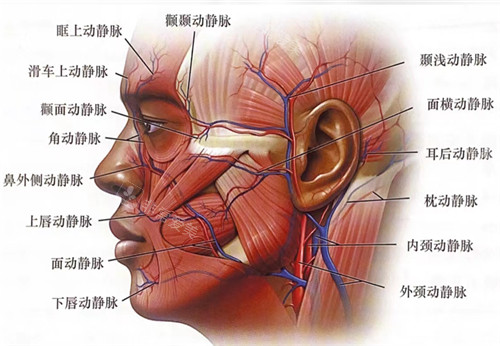 面部神經(jīng)血管分布圖 面部神經(jīng)血管分布圖