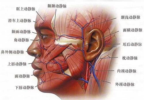 面部神经血管分布图