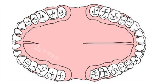 口腔内部结构图