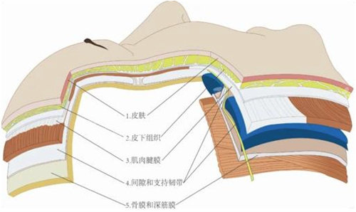 拉皮手术皮肤组织图