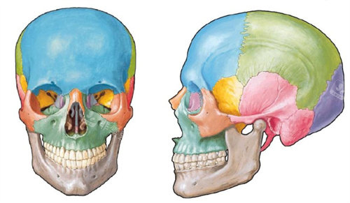 颌面结构展示图