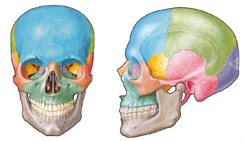 頜面結(jié)構(gòu)展示圖