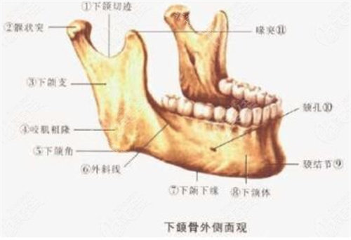 下頜骨圖片