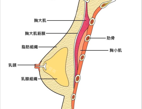 胸部結(jié)構(gòu)圖