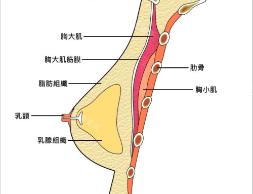 胸部结构图