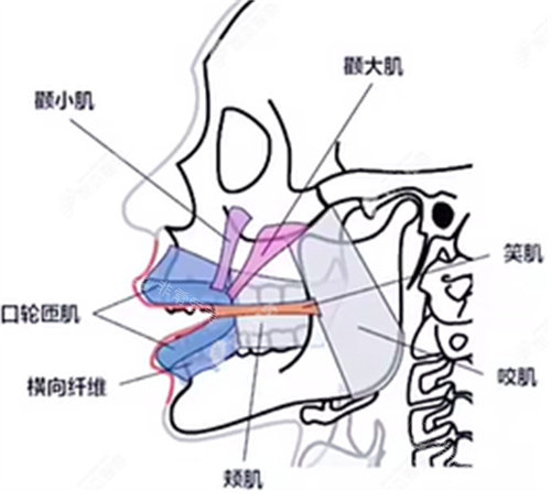 颧骨组织图