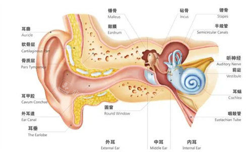 耳朵結(jié)構(gòu)形態(tài)圖 耳朵結(jié)構(gòu)形態(tài)圖