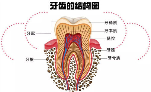 牙齒結(jié)構(gòu)圖