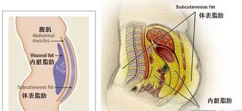 男性腹部脂肪分布