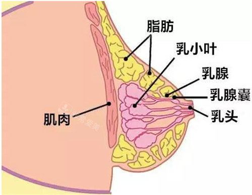 自体脂肪隆胸结构图
