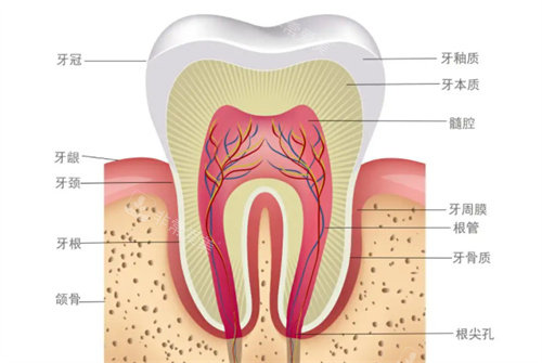 牙齿结构展示图