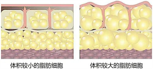 脂肪細(xì)胞 脂肪細(xì)胞