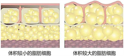 脂肪細(xì)胞