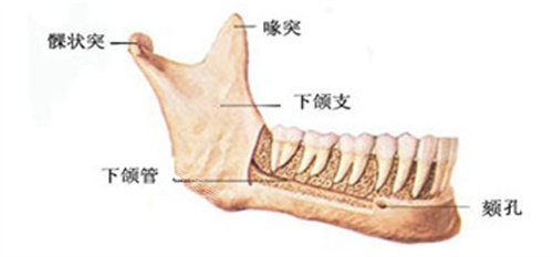 下颌角结构图