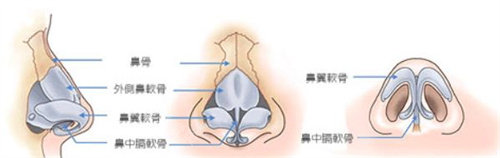 鼻子內(nèi)部結(jié)構(gòu)圖