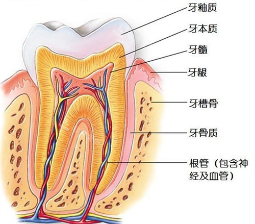 牙齿结构形象图