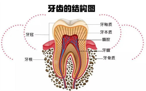 牙齒結(jié)構(gòu)圖