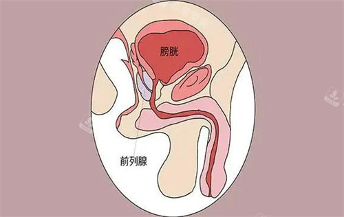 前列腺圖