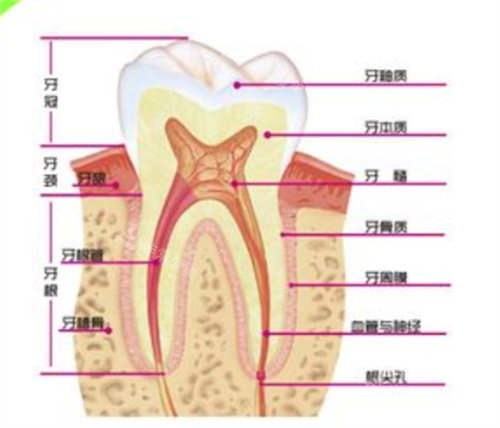 牙齿组织图