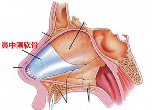 鼻中隔图