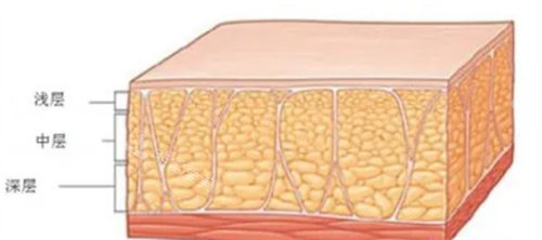 脂肪层结构展示图
