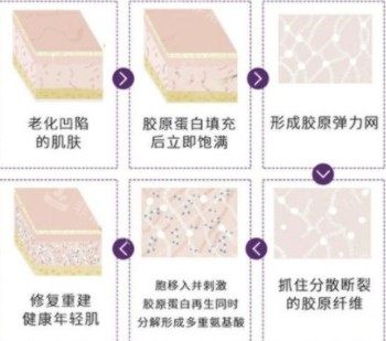 皮膚代謝過程圖解 皮膚代謝過程圖解