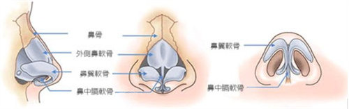 鼻子结构图