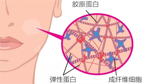 面部皮膚膠原蛋白組成圖 面部皮膚膠原蛋白組成圖