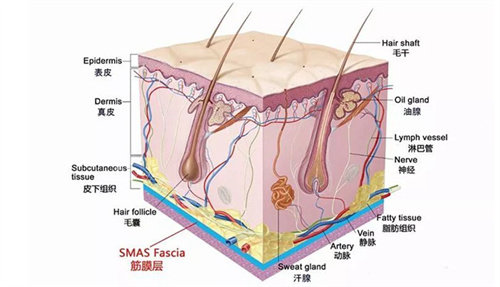 皮肤结构组织展示图