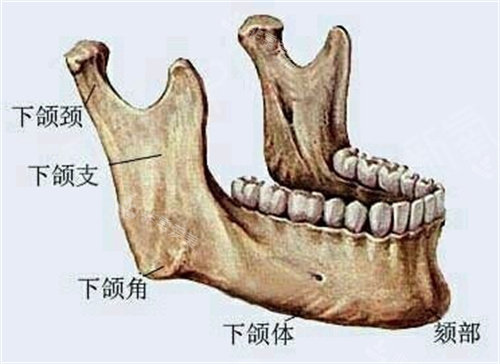 下頜角結(jié)構圖