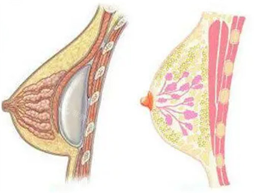 胸部结构图