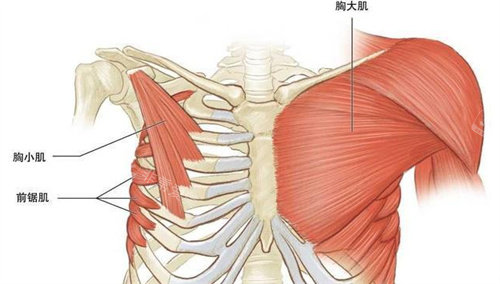 胸大肌与胸小肌位置展示图 胸大肌与胸小肌位置展示图