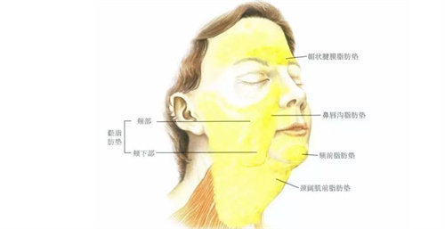 面部脂肪分布动画图