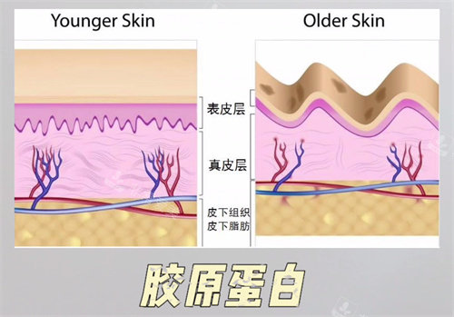 皮膚結構示意圖 皮膚結構示意圖
