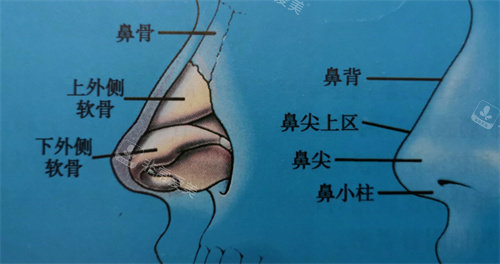 鼻部软骨具体位置展示图