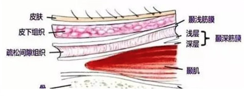 皮肤深层组织图