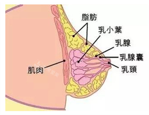 胸部结构图