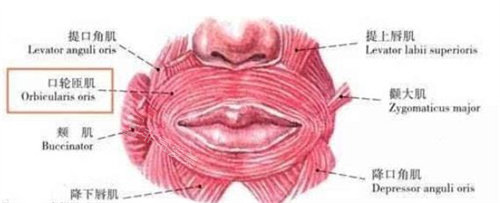 口周肌肉结构图