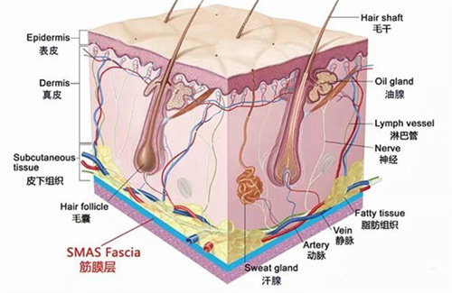 面部结构展示图