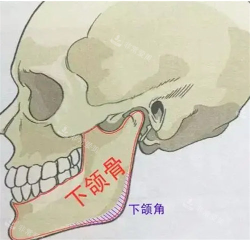 下頜骨圖