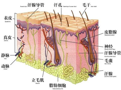 韩国做毛发移植的医院哪家好？韩国布莱克毛发移植超有名