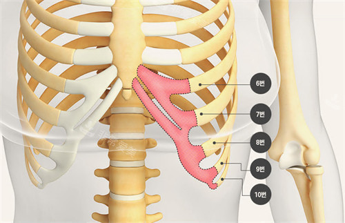鼻部整形手术取肋位置