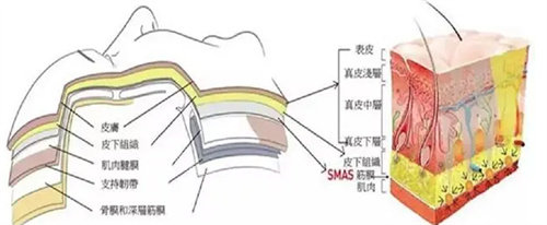 面部组织图