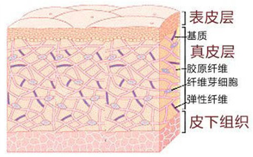 皮肤组织图