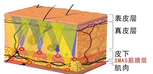 皮膚結(jié)構(gòu)圖