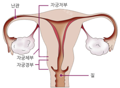 韩国如妍妇科医院盆底肌修复图